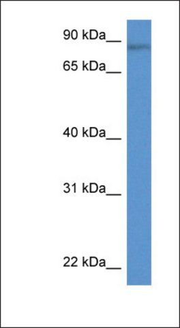 Anti-TRIM36 antibody produced in rabbit