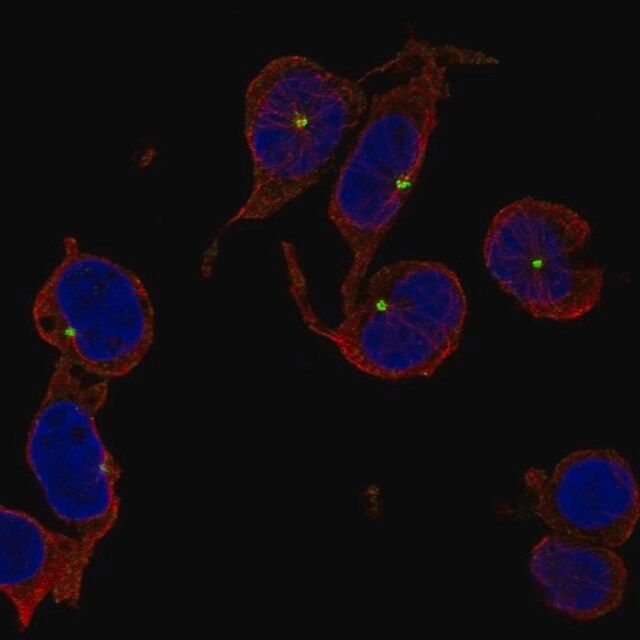 Anti-TRIM34 antibody produced in rabbit