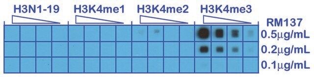 Anti-Trimethyl-Histone H3 (Lys4) antibody, Rabbit monoclonal