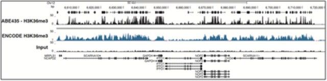 Anti-trimethyl-Histone H3 (Lys36) Antibody