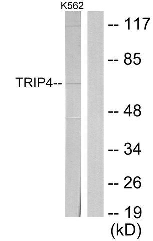 Anti-TRIP4 antibody produced in rabbit