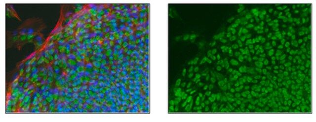 Anti-TRIM33 Antibody, clone 3B5.1