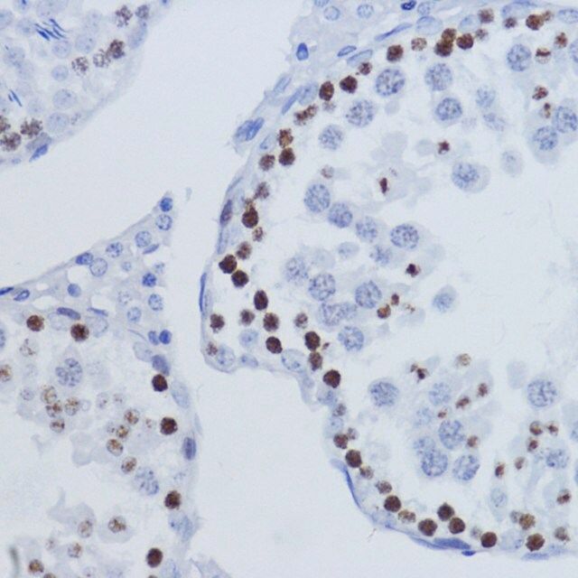 Anti-TriMethyl-Histone H3-K9 antibody produced in rabbit