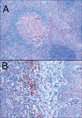 Anti-TRIM5/RNF88 antibody produced in goat