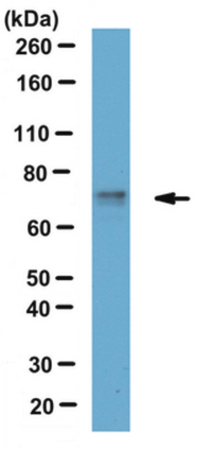 Anti-TRIP8b Antibody, clone N212A/34