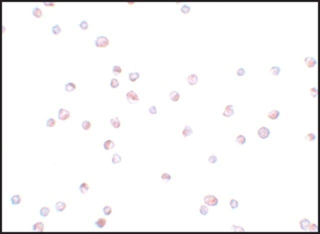 Anti-TRIP6 antibody produced in rabbit