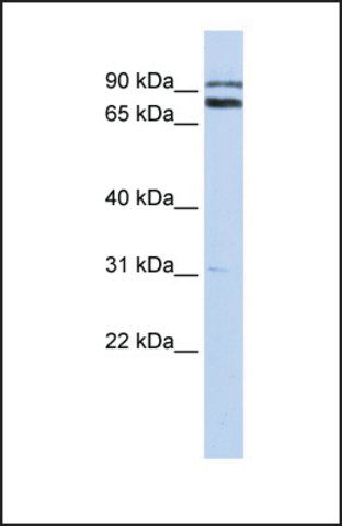 Anti-TRIM67, (C-terminal) antibody produced in rabbit