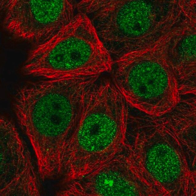 Anti-TRMO antibody produced in rabbit