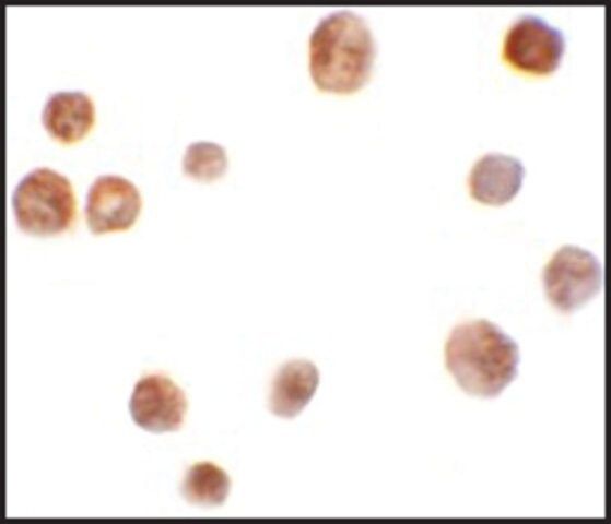 Anti-TRMT12 antibody produced in rabbit