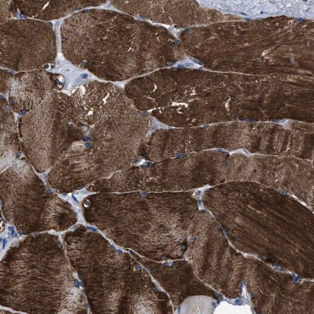 Anti-TRIM54 antibody produced in rabbit