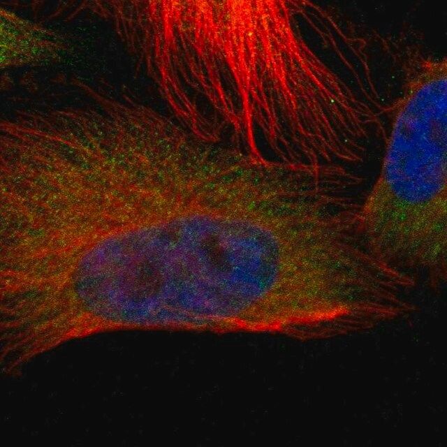 Anti-TROVE2 antibody produced in rabbit