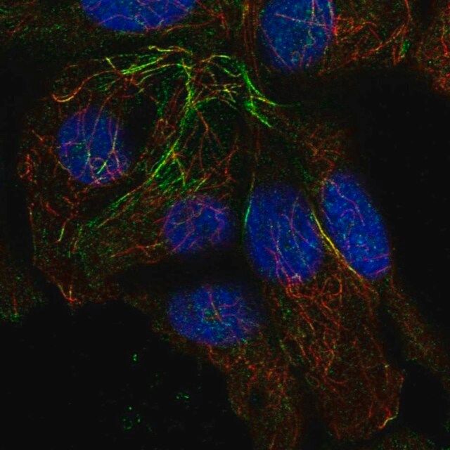 Anti-TRMT10A antibody produced in rabbit