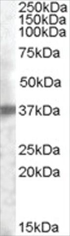 Anti-TROP2 antibody produced in goat