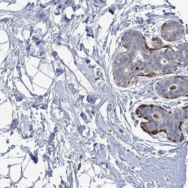 Anti-TMEM182 antibody produced in rabbit