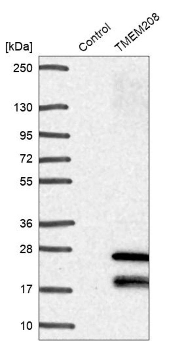 Anti-TMEM208 antibody produced in rabbit