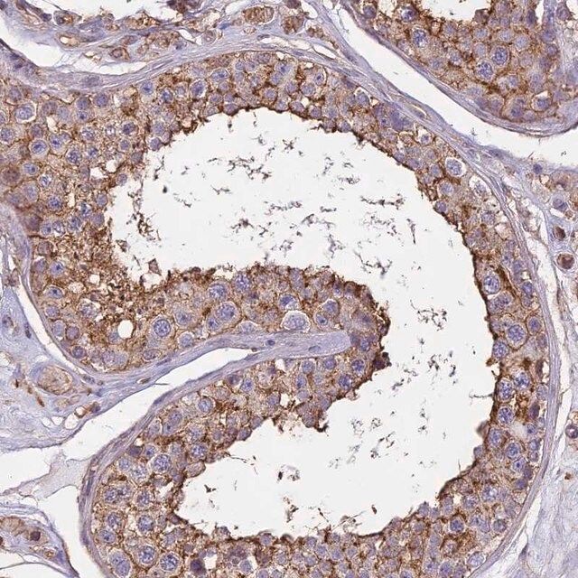 Anti-TMEM255B antibody produced in rabbit