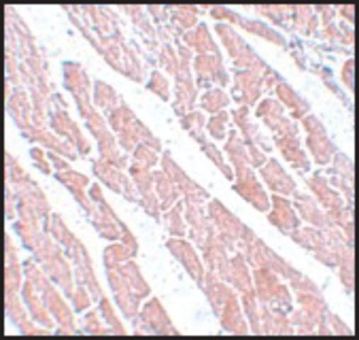 Anti-TMEM184C antibody produced in rabbit