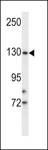 ANTI-TMPRSS9 (N-TERM) antibody produced in rabbit