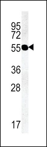 ANTI-TMM79 (C-TERMINAL) antibody produced in rabbit