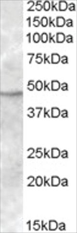 Anti-TMPRSS4 antibody produced in goat