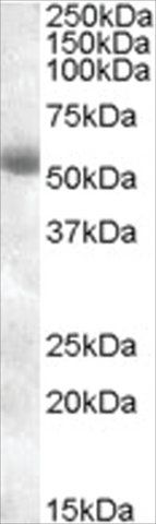 Anti-TMPRSS2 antibody produced in goat