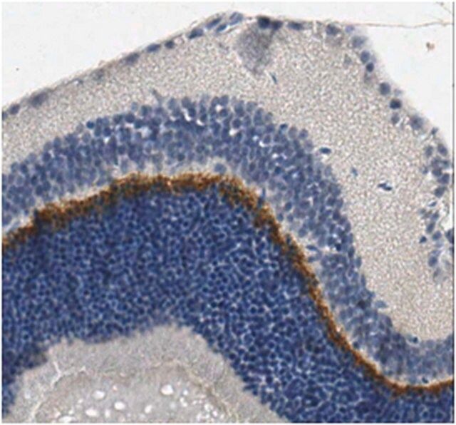 Anti-TMEM16B Antibody, clone 7H10