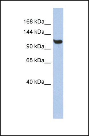 Anti-TMEM63C antibody produced in rabbit