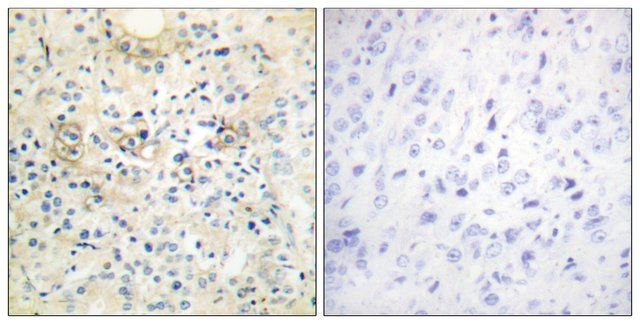 Anti-TM16G antibody produced in rabbit