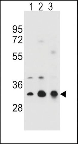 ANTI-TPM4 (N-TERM) antibody produced in rabbit