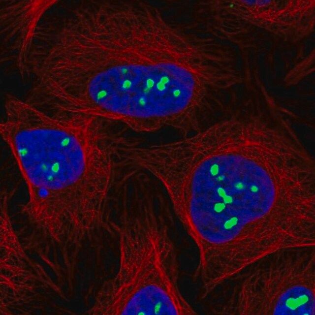 Anti-TPGS2 antibody produced in rabbit