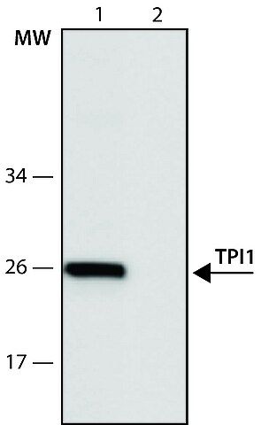 Anti-TPI1 (96-110) antibody produced in rabbit