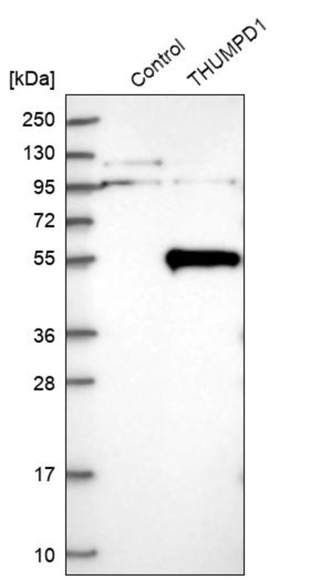 Anti-THUMPD1 antibody produced in rabbit