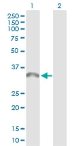 Anti-TICAM2 antibody produced in rabbit