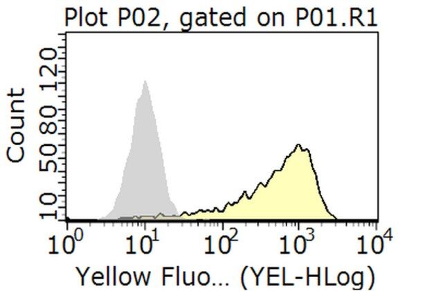 Anti-TIM4/TIMD-4 Antibody, clone Kat5-18