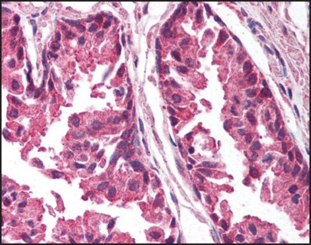 Anti-TICAM1/TRIF (AB1) antibody produced in rabbit