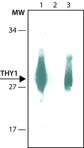 Anti-THY1 antibody, Mouse monoclonal