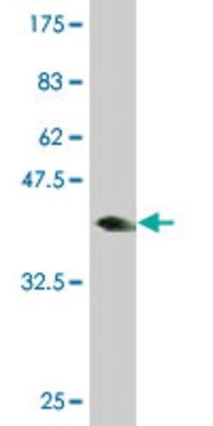 ANTI-THRAP5 antibody produced in mouse