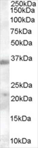 Anti-TIM3/HAVCR2 antibody produced in goat