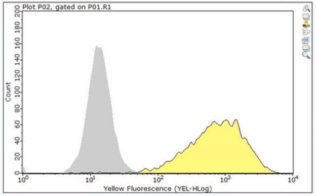 Anti-TIM-1 Antibody, clone 3B3