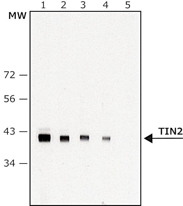 Anti-TIN2 antibody, Mouse monoclonal