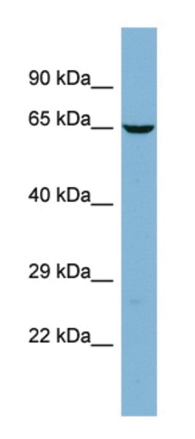 Anti-TMCC2 antibody produced in rabbit