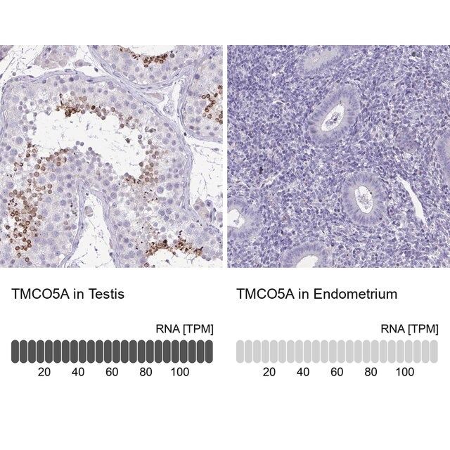 Anti-TMCO5A antibody produced in rabbit