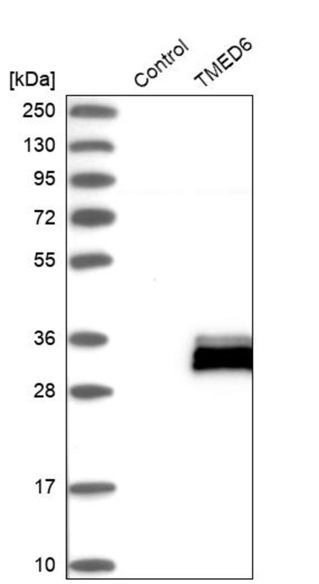 Anti-TMED6 antibody produced in rabbit