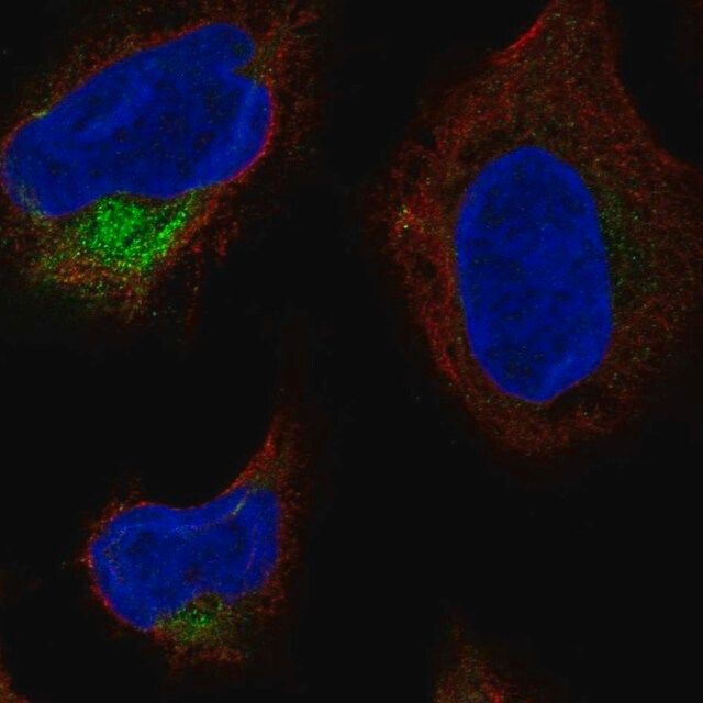 Anti-TMCO4 antibody produced in rabbit