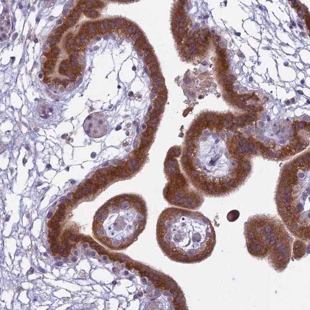 Anti-TMEM208 antibody produced in rabbit