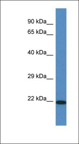 Anti-TMEM147 antibody produced in rabbit