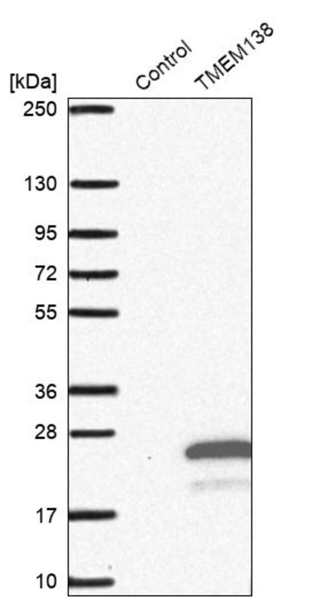 Anti-TMEM138 antibody produced in rabbit