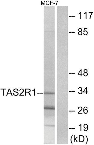 Anti-TAS2R1 antibody produced in rabbit