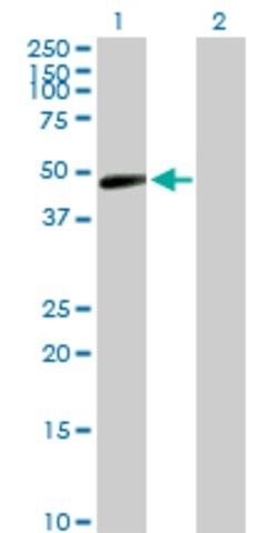 Anti-TARBP2 antibody produced in rabbit