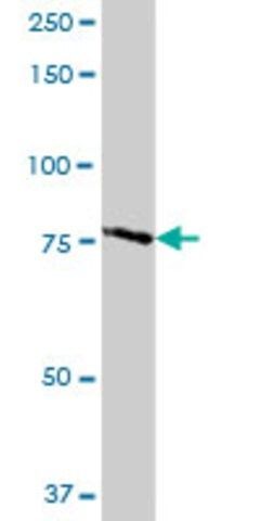 Anti-TARSL1 antibody produced in mouse